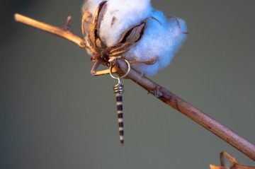 Unawatuna gold statement earring sea urchin