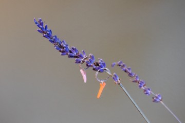 Meno earring seashell pink Coral Orange